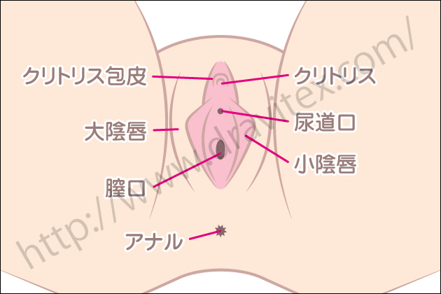 �A�_���g�O�b�Y�Őӂ߂鏗���̐����тƂ́H�̂̕��ʂ��ƂɏЉ�